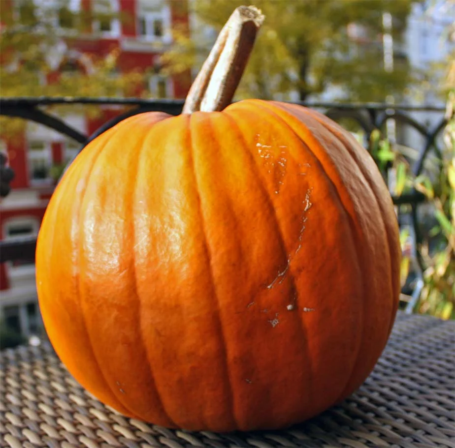 Roher Hokkaido-Kürbis ganz vor der Verarbeitung